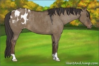 Horse Color:Liver Red Dun Appaloosa 