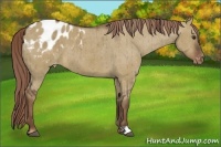 Horse Color:Liver Red Dun Appaloosa Brindle