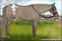 Horse Color:Liver Red Dun Appaloosa Brindle
