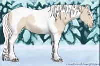 Horse Color:Cremello Tobiano Rabicano 