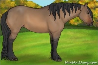 Horse Color:Bay Dun