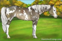 Horse Color:White Spotted Liver Chestnut Sabino Splash Rabicano 
