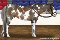 Horse Color:White Spotted Liver Chestnut Splash 