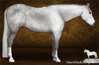 Horse Color:Gray Smoky Black 