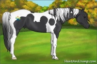 Horse Color:Black Tobiano 