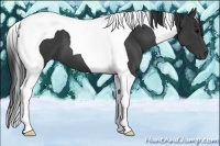 Horse Color:Black Tobiano 
