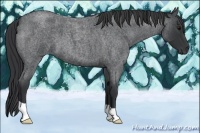Horse Color:Blue Roan 
