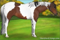 Horse Color:Brown Tobiano 