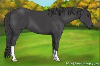 Horse Color:Smoky Black