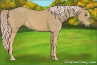 Horse Color:Palomino 