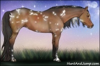 Horse Color:White Spotted Liver Chestnut Sabino 