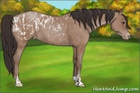 Horse Color:Classic Champagne Appaloosa  and Classic Champagne 