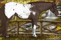 Horse Color:Liver Chestnut Snowcap 