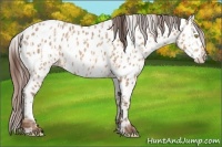 Horse Color:Amber Champagne Appaloosa and Amber Champagne Appaloosa