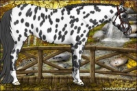 Horse Color:Black Near Leopard