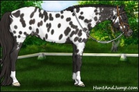 Horse Color:Liver Chestnut Near Leopard 