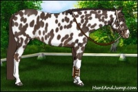 Horse Color:Liver Chestnut Near Leopard 