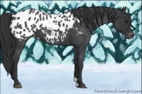 Horse Color:Blue Roan Near Leopard 
