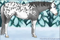 Horse Color:Blue Roan Splash Frame Near Leopard 