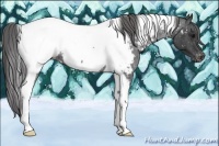 Horse Color:Blue Roan Tobiano Appaloosa