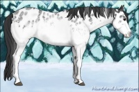 Horse Color:White Spotted Blue Roan Leopard 