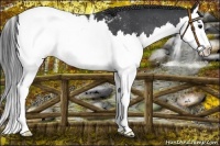 Horse Color:Black Splash Snowcap 