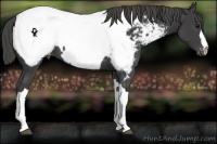 Horse Color:Smoky Black Appaloosa
