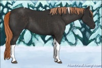 Horse Color:Liver Chestnut Tobiano 