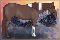 Horse Color:Chocolate Black Tobiano Rabicano 