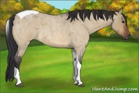 Horse Color:Bay Roan Dun Tobiano
