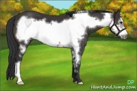 Horse Color:Buckskin Frame 