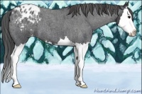 Horse Color:Blue Roan Splash Appaloosa