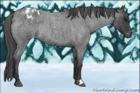 Horse Color:Blue Roan Appaloosa Rabicano