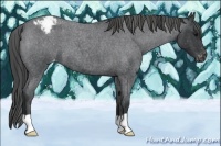 Horse Color:Blue Roan Appaloosa