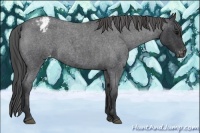 Horse Color:Blue Roan Appaloosa 
