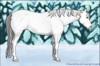 Horse Color:White Spotted Blue Roan Splash Appaloosa Rabicano