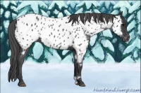 Horse Color:Blue Roan Near Leopard 