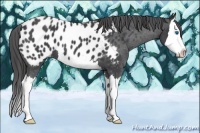 Horse Color:Blue Roan Splash Appaloosa 