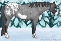 Horse Color:Blue Roan Frame Appaloosa