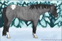 Horse Color:Blue Roan Appaloosa 