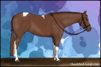 Horse Color:Chestnut Tobiano
