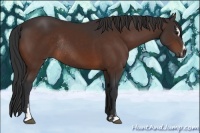 Horse Color:Bay Sabino Rabicano