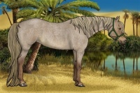 Horse Color:Liver Red Dun Roan Sabino