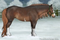 Horse Color:White Spotted Liver Chestnut 