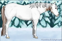 Horse Color:White Spotted Chestnut 