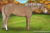 Horse Color:Palomino