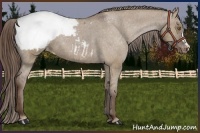 Horse Color:Liver Red Dun Appaloosa Brindle 