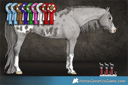 Horse Color:Grullo Appaloosa 