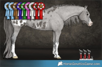 Horse Color:Grullo Appaloosa 
