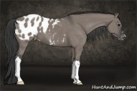 Horse Color:Grullo Appaloosa 